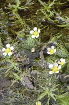 Ranunculus trichophyllus susbsp.trichophyllus. Foto G. Parolo