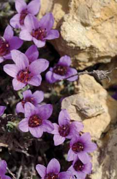 Saxifraga oppositifolia. Foto G.Parolo