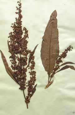 Rumex hydro. Foto Herbaria United (SHR)