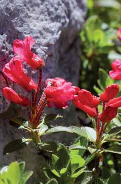 Rhododendron hirsutum. Foto G.Parolo