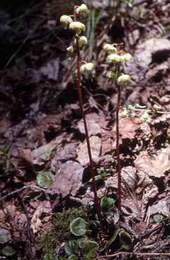 Pyrola chlorantha. Foto R.Ferranti