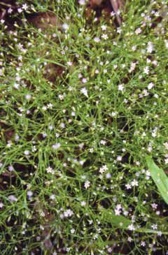 085 Gypsophila muralis.jpg