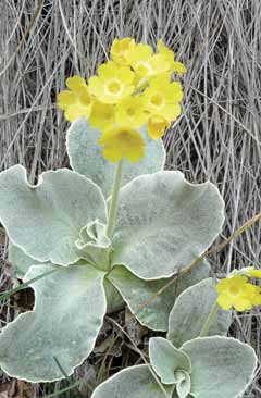 228a Primula auricula..jpg