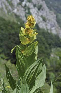 Gentiana lutea. Foto G. Parolo