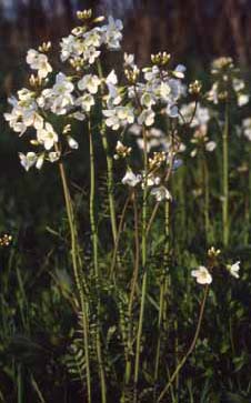 Cardamine matthioli. Foto S.Frattini