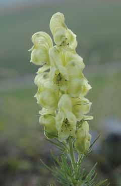 Aconitum anthora. Foto P.Arrigoni