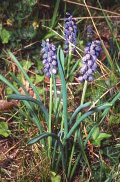 382 Muscari b.jpg