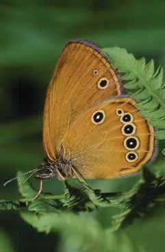 I33 coenonympha.jpg