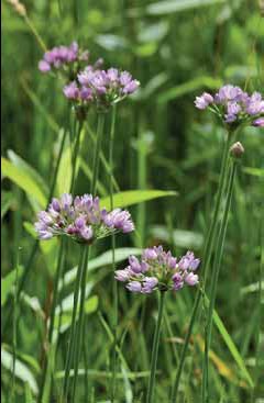 384 Allium a.jpg