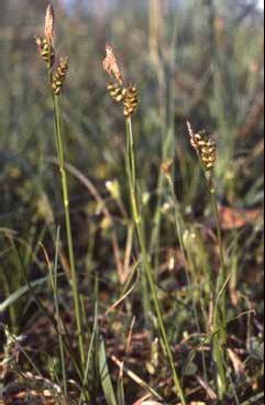 433 Carex liparoc.jpg