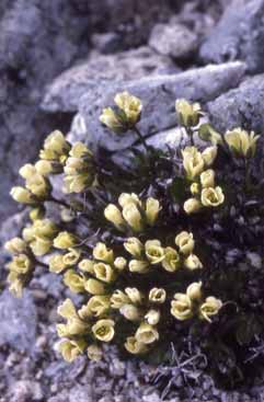 Draba dolomitica. Foto S.Frattini