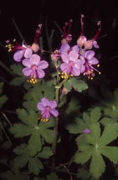 Geranium macrorrhizum. Foto P.Arrigoni