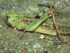 Locusta migratoria. Foto D. Baratelli