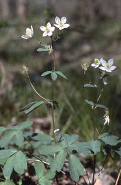 Isopyrum thalictroides. Foto R.Ferranti