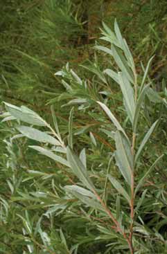 Salix rosma. Foto G.Brusa