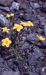 Linum campanulatum. Foto S.Frattini