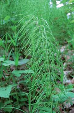 Equisetum pratense. Foto K. Peters