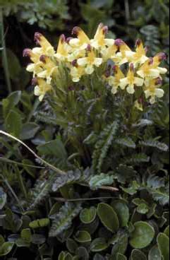 280 Pedicularis oe.jpg