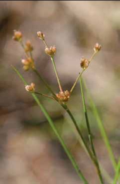 407 Juncus bul.jpg