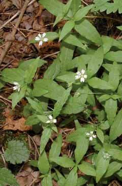 Stellaria bulbosa. Foto G.Brusa