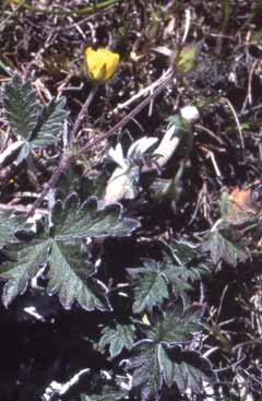 Potentilla nivea. Foto S.Frattini