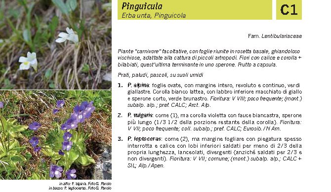 Flora Pagina 170 A.jpg