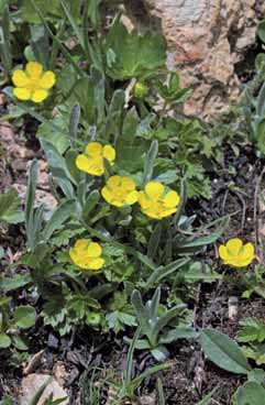 Potentilla brauneana. Foto G.Parolo