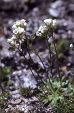 Draba siliquosa. Foto R.Ferranti