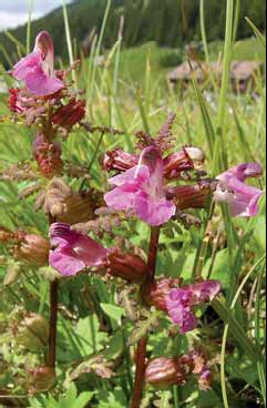 284 Pedicularis pal.jpg