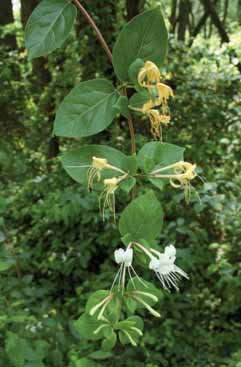 Lonicera japonica. Foto G. Brusa