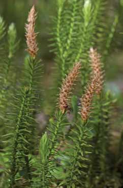 Lycopodium annotinum. Foto T. Abeli