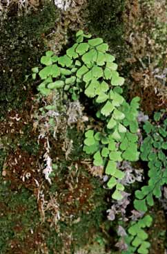 Adiantum capillus-veneris. Foto G. Parolo