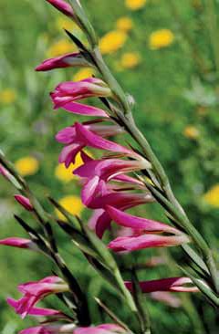 403 Gladiolus imb.jpg