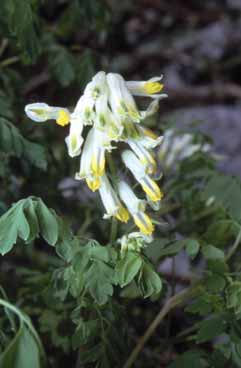 Pseudofumaria alba. Foto P.Arrigoni