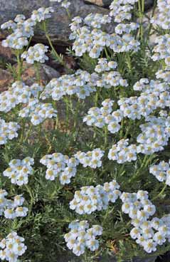 Achillea moschata subsp. moschata. Foto G. Parolo