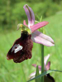 Ophrys benacensis. Foto S. Pierce