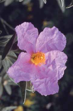 Cistus albidus. Foto S.Frattini