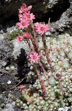 Sempervivum arachnoideum subsp. tomentosum. Foto Foto G. Parolo