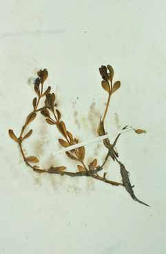 Montia fontana subsp. chondrosperma. Foto Herbaria United (SHR)