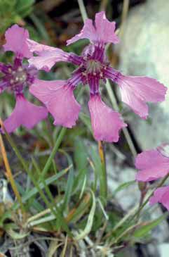 Silene elisabethae. Foto A.Mondoni