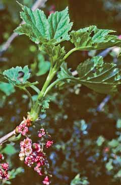 Ribes petraeum. Foto G.Parolo