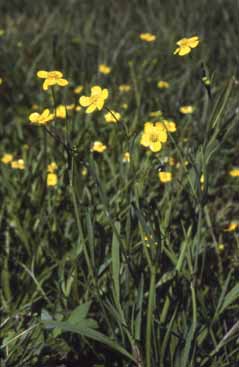 Ranunculus flammula. Foto S.Frattini