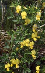 Cytisus emeriflorus. Foto S.Frattini