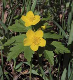 Anemonoides ranunculoides. Foto G. Parolo