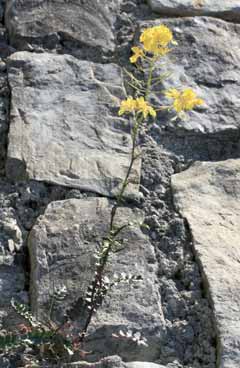 Erucastrum nasturtiifolium subsp. benacense. Foto F. Fenaroli