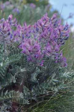 Oxytropis halleri. Foto S. Frattini