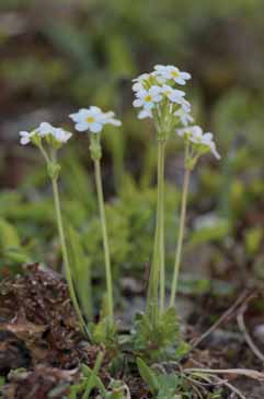 229a Androsace obtusifolia.jpg