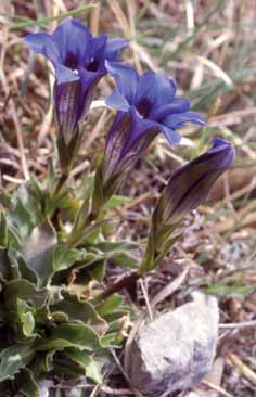 238b Gentiana clusii.jpg