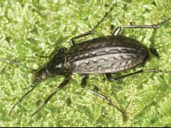 I17A carabus clathratus.jpg