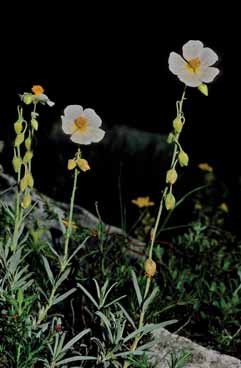 Helianthemum apenninum. Foto G.Parolo